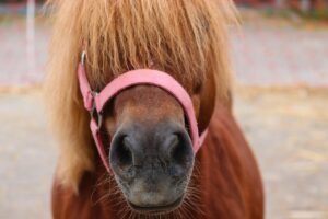 Ismerkedés a Pusztavár Farm kedvencével, Kismennydörgéssel a Promenádban